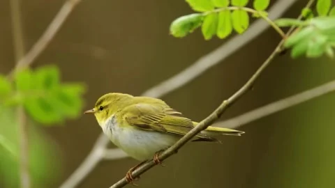 Yellow Bird on Thin Branch Stock Footage 323143488