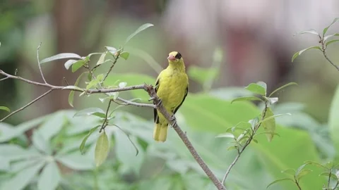 Yellow bird on tree branch Stock Footage 243195201