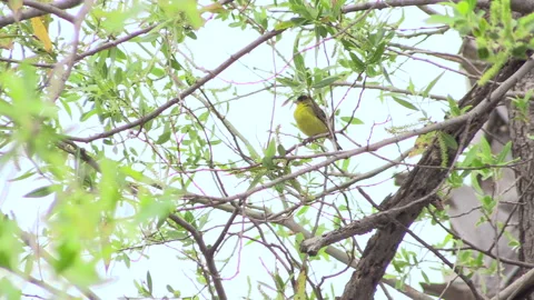 Yellow bird on tree branch Stock Footage 303461736