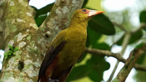 Yellow Bird on Tree Branch Stock Footage 323143135