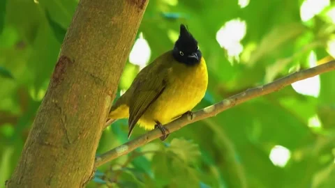  Yellow Bird on Tree Branch Stock Footage 323143606