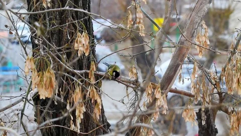 Yellow bird on the tree eats Stock Footage 82648147