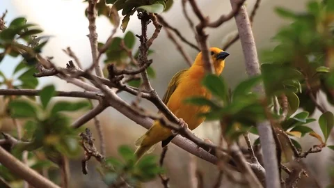 Yellow Bird in The Tree Video stock 95149543