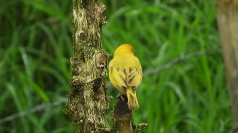 Yellow bird on tree with green background. Video stock 305290750