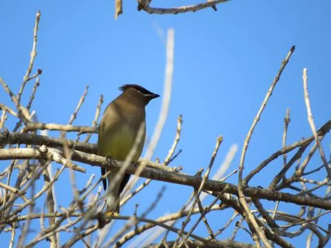 Yellow bird in a tree 写真素材