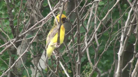 Yellow bird on tree01 Stock Footage 25637439