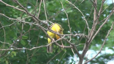 Yellow bird on tree02 Stock Footage 25641574