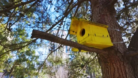Yellow Birdhouse Hanging On Pine Tree Stock Footage 341828680