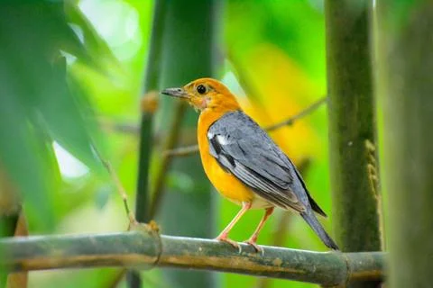 Yellow birds Stock Photos