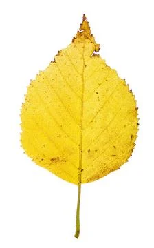Yellow birh leaf Foto stock