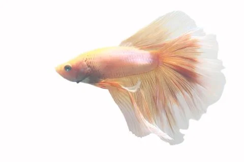 Yellow biting fish on a white background. Stock-Fotos