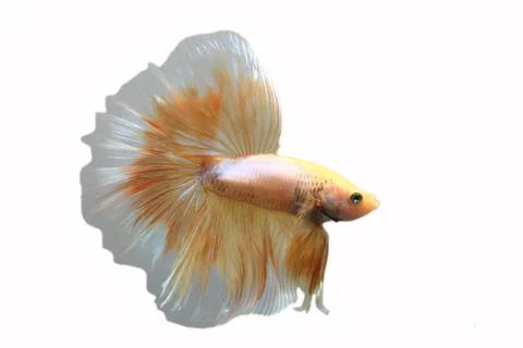 Yellow biting fish on a white background. 스톡 사진