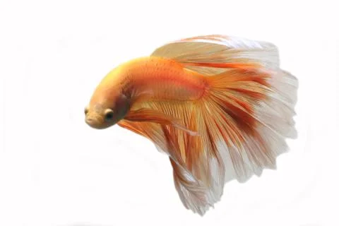 Yellow biting fish on a white background. Stock Photos