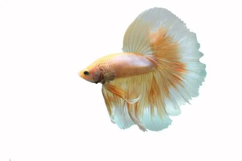Yellow biting fish on a white background. Foto stock