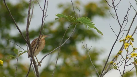Yellow Bittern bird is climbing Stock Footage 68375263