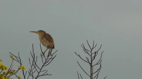 Yellow Bittern bird is flying 스톡 동영상 68375303