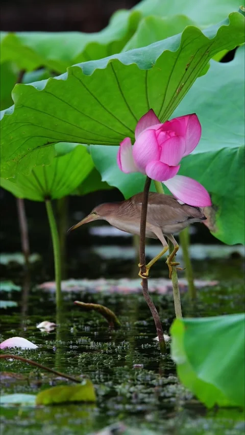 Yellow Bittern Bird Perched on Pink Lotus Flower Bud in a Pond Video stock 330923664