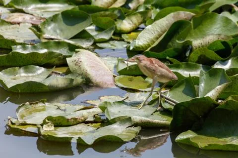 Yellow Bittern bird 스톡 사진