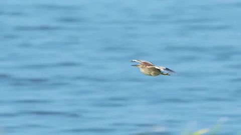Yellow bittern flight (slow motion) Stock Footage 320824887