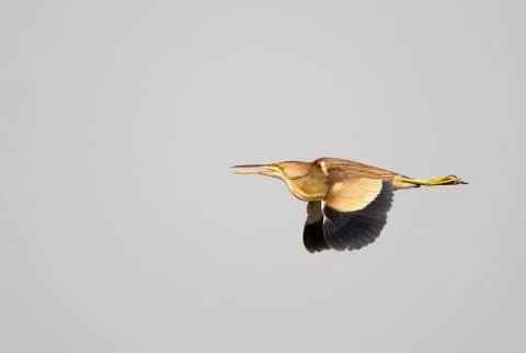 Yellow bittern (ixobrychus sinensis) Stock Photos