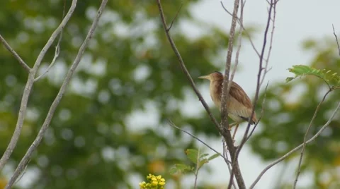 Yellow Bittern jumping on tree Stock Footage 68375239
