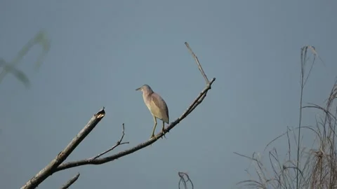 Yellow Bittern, Malaysia Stock Footage 140553465