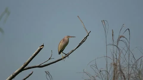 Yellow Bittern, Malaysia Stock Footage 140553529