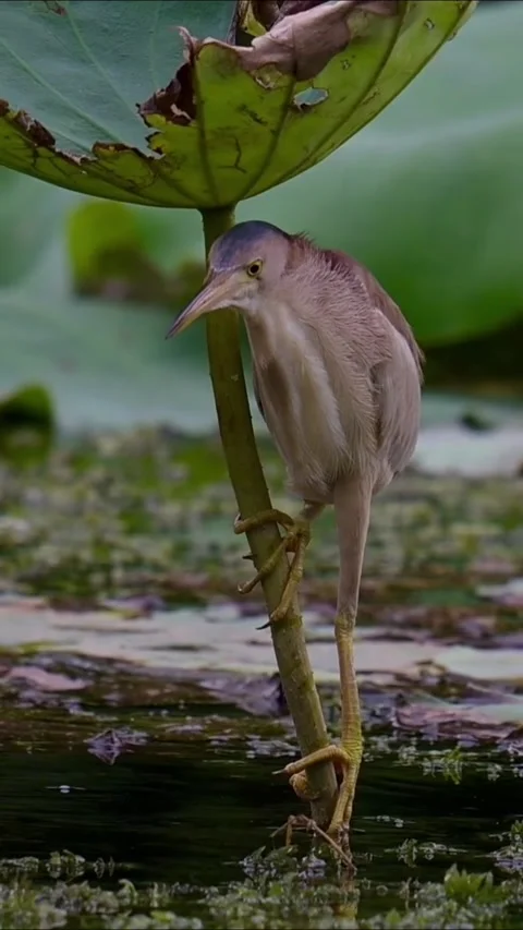 Yellow bittern perched on a lotus stalk in a wetland environment 库存影片 334824240