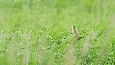 A Yellow Bittern perched on reeds (with sound) Stock Footage 340264728