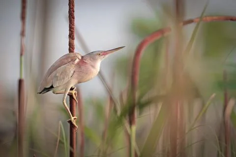 Yellow bittern Stock Photos