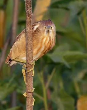 Yellow bittern Stock Photos