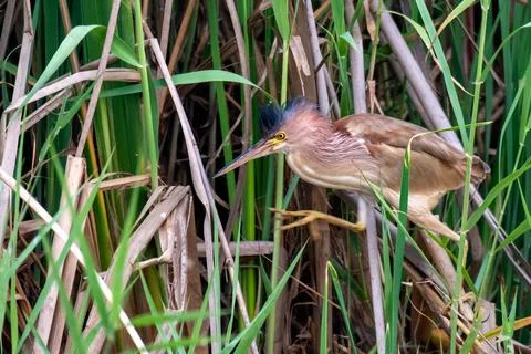 Yellow Bittern Stock Photos