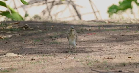 Yellow Bittern Pond Heron standing on dry ground, soft sunlight, Видео 305931344