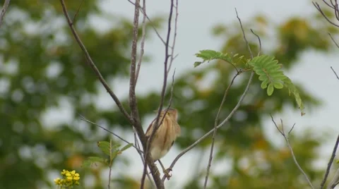Yellow Bittern resting on tree Stock Footage 68375159