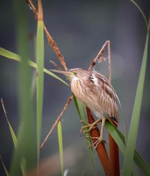 Yellow bittern is a small bittern. Stock Photos