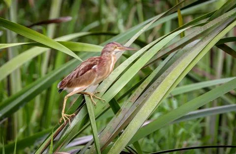 Yellow bittern is a small bittern. Stock Photos