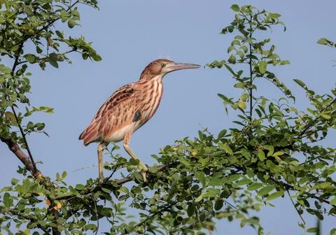 Yellow bittern(juvenile). Stock Photos