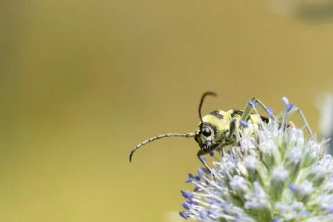 Yellow black bug close-up. Stock Photos