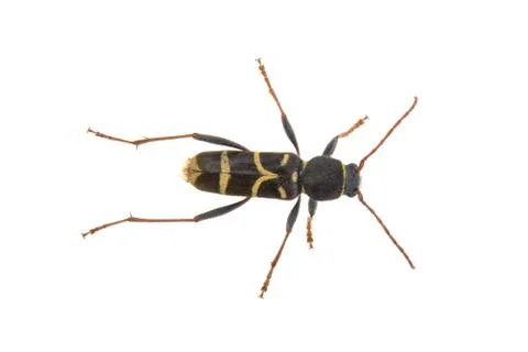 Yellow black bug on a white background 스톡 사진