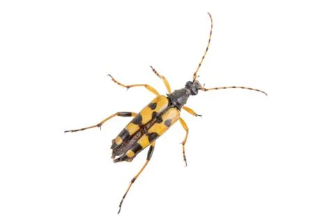 Yellow black bug on a white background Stock Photos