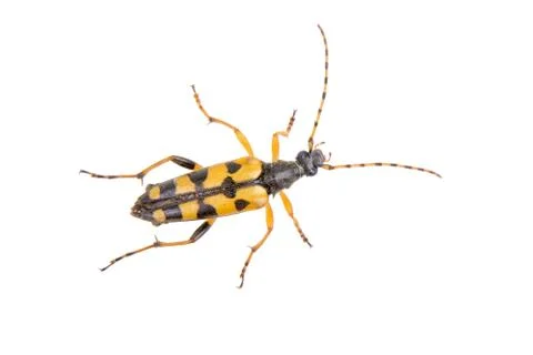 Yellow black bug on a white background Foto stock
