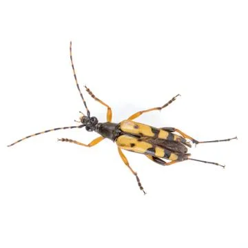 Yellow black bug on a white background Stock Photos