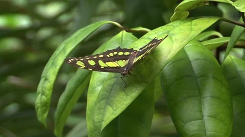 Yellow &amp; Black Butterfly Stock Footage 41535462