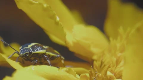 Yellow-black insect Cabbage Bug on the petal of yellow flower macro shot Stock Footage 238685544