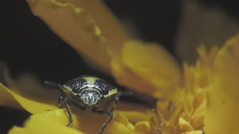 Yellow-black insect Cabbage Bug on the petal of yellow flower macro shot Stock Footage 238685556