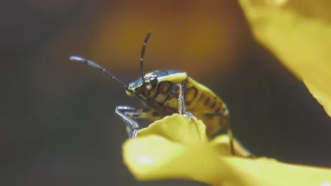 Yellow-black insect Cabbage Bug on the petal of yellow flower macro shot Stock Footage 238685571