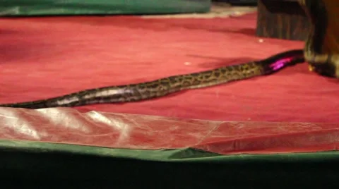 Yellow &amp; black Natrix snake in red circus arena. Dancing girl in yellow around 3 Stock Footage 44452681