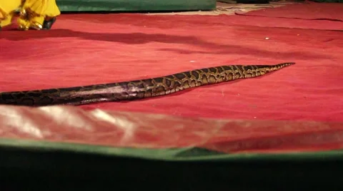 Yellow &amp; black Natrix snake in red circus arena. Dancing girl in yellow around 2 Stock Footage 44452979
