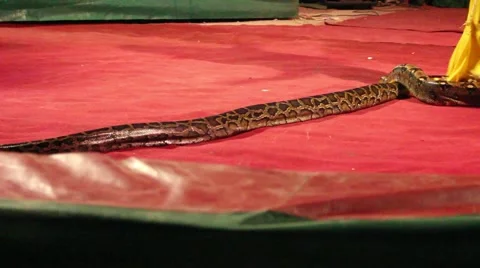 Yellow &amp; black Natrix snake in red circus arena. Dancing girl in yellow around. Stock Footage 44453160