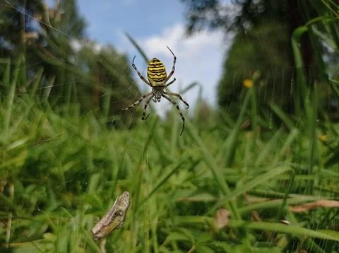 A yellow-black predatory spider Stock Photos
